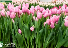 Tulipa Signum ® (2)